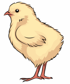 chick-clipart-a-chicken-with-white-head-and-red-legs