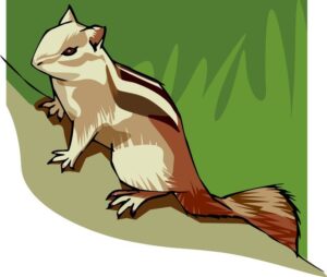 chipmunk-clipart-a-chip