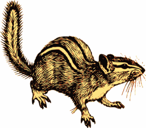 chipmunk-clipart-a-chip