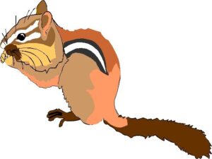 chipmunk-clipart-a-chip-three