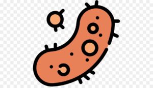 clipart-bacteria-clipart