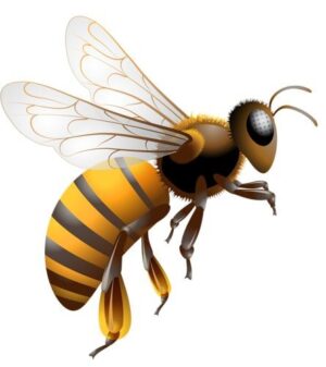 clipart-bee-a-bee-flying-with-its-wings-open