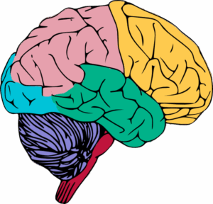 clipart-brain-a-brain-with-different-colored-sections