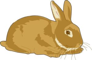 clipart-bunny-clipart-a-brown-rabbit-sitting-down-on-the-ground