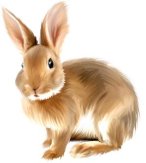 clipart-bunny-clipart-a-rabbit-with-long-hair-and-tail
