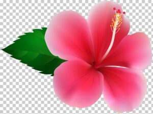 clipart-clipart-hibiscus-flowers-a-pink-flower-with-green-leaves-on-transparent-background