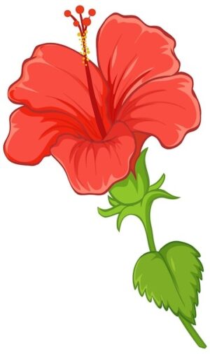 clipart-clipart-hibiscus-flowers-a-red-flower-on-white-background
