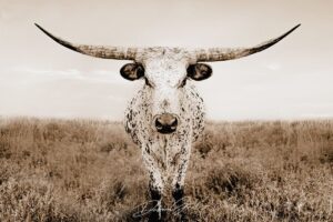 clipart-clipart-longhorn-a-cow-standing-in-field-with-sky-background