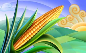 clipart-corn-clipart-a-corn-on-sunny-day