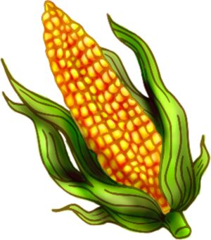 clipart-corn-clipart-a-corn-on-white-background