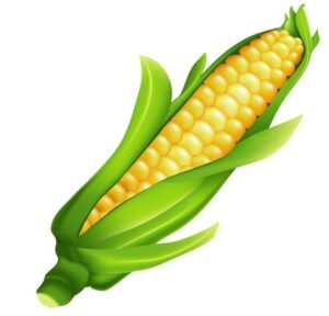 clipart-corn-clipart-a-corn-on-white-background-two