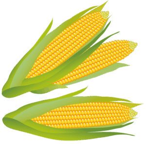 clipart-corn-clipart-two-ears-of-corn