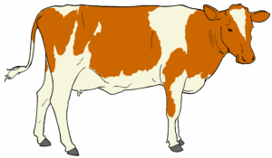 clipart-cow-a-brown-and-white-cow-standing-on-black-background