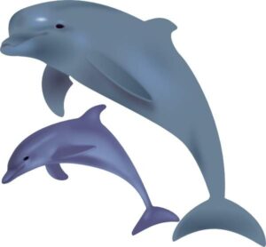 clipart-dolphins-clipart-two-dolphins-jumping-in-the-air
