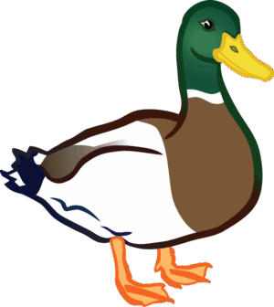 clipart-duck-a-duck-standing-on-black-background