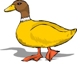 clipart-duck-a-duck-with-brown-head-and-orange-feet