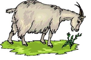 clipart-goat-clipart-a-goat-eating-grass