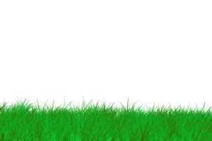 clipart-grass-a-green-grass-border-with-white-background-two
