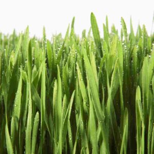 clipart-grass-grass-with-water-droplets