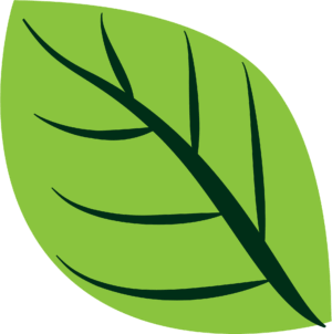 clipart-leaves-a-green-leaf