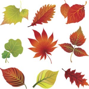 clipart-leaves-autumn-leaves-set-vector