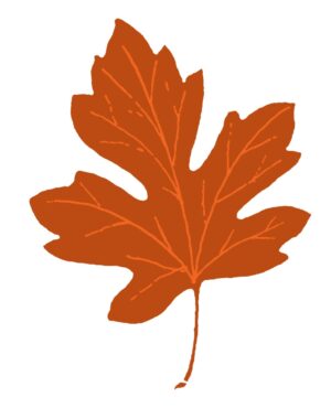 clipart-leaves-clipart-a-brown-maple-leaf