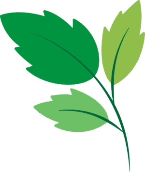 clipart-leaves-clipart-a-green-leaf-with-white-background