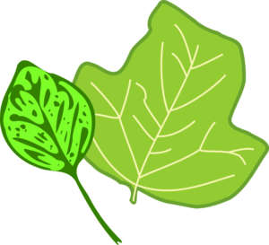 clipart-leaves-clipart-a-leaf-with-green-stem