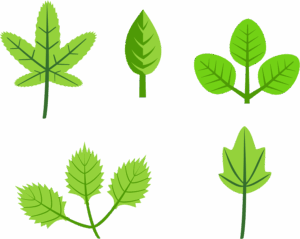clipart-leaves-clipart-leaf-clipart-free