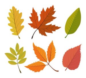 clipart-leaves-set-of-autumn-leaves-isolated-on-white-background-vector