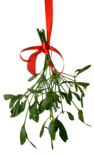 clipart-mistletoe-clipart-a-red-ribbon-tied-to-green-plant