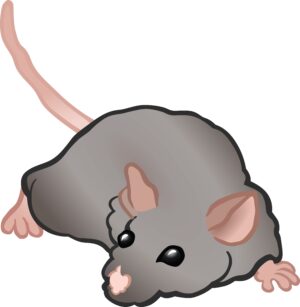 clipart-mouse-clipart-a-gray-rat-with-long-tail-and-black-nose