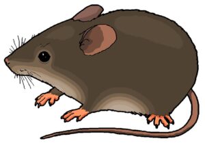 clipart-mouse-clipart-a-rat-on-white-background