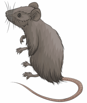 clipart-mouse-clipart-a-rat-with-long-tail-and