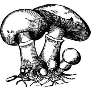 clipart-mushroom-clipart-a-mushroom-with-large-cap-on-top