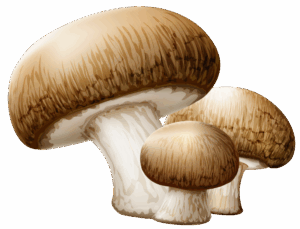 clipart-mushroom-clipart-two-mushrooms-on-a-black-background