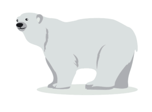 clipart-polar-bear-clipart-a-polar-bear-standing-on-the-ground