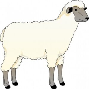 clipart-sheep-clipart-a-sheep-standing-on-white-background