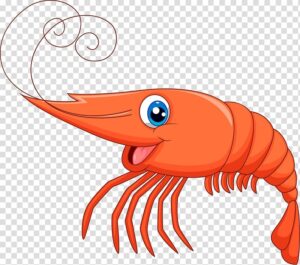 clipart-shrimp-clipart-shrimp-shrimp-transparent-background-png