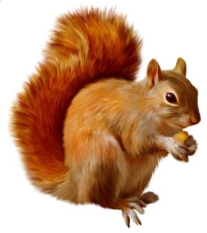 clipart-squirrel-clipart-a-squirrel-eating-nut