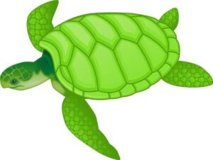 clipart-turtle-a-green-turtle-on-white-background
