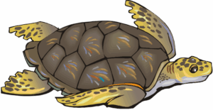 clipart-turtle-a-turtle-with-yellow-shell