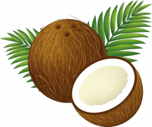 coconut-clipart-a-coconut-with-green-leaf-on-top