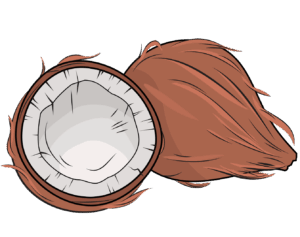 coconut-clipart-coconut-clipart