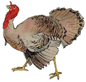 cooked-turkey-clipart-a-turkey-with-red-head-and-large-tail