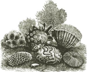 coral-reef-clipart-a-drawing-of-sea-creature-surrounded-by-corals