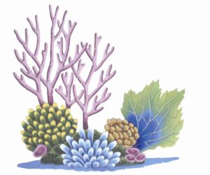 coral-reef-clipart-a-drawing-of-seaweed-and-other-plants