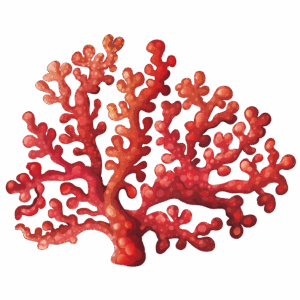 coral-reef-clipart-a-red-tree-with-many-small-leaves