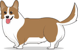 corgi-clipart-a-brown-and-white-dog-standing-on-black-background