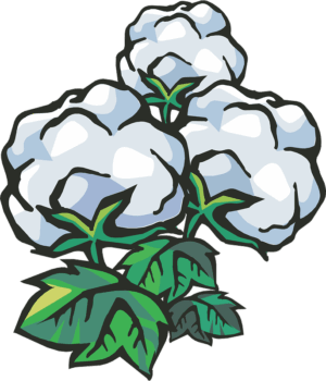 cotton-clipart-a-bunch-of-cotton-flowers